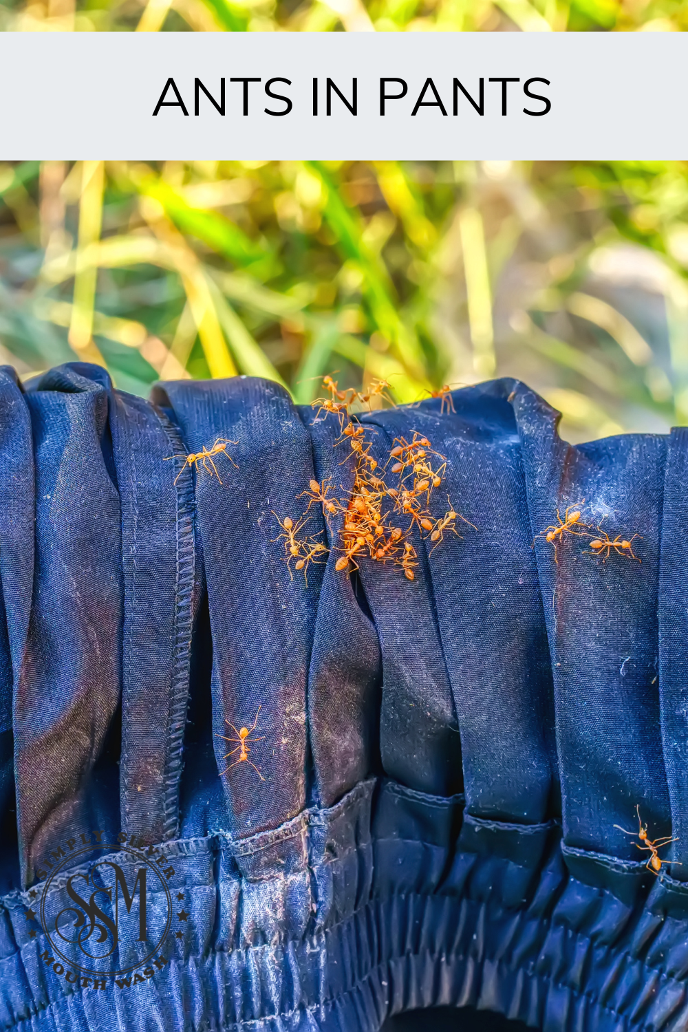 Ant's in pants